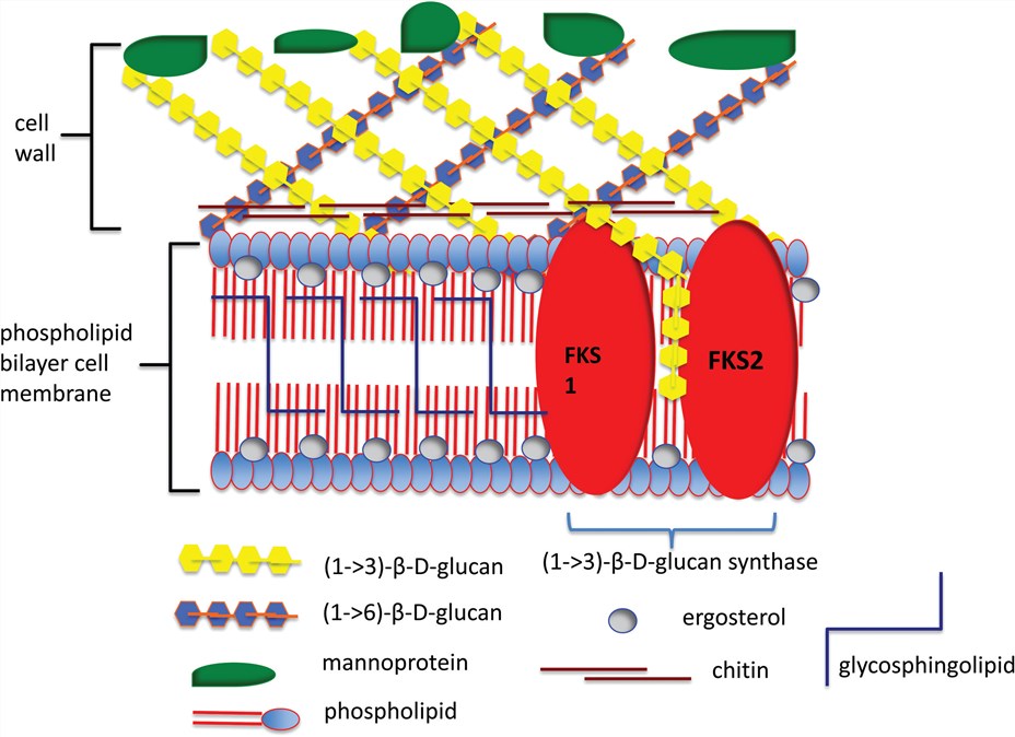 Molecular architecture of the fungal cell wall and membrane of Candida albicans.