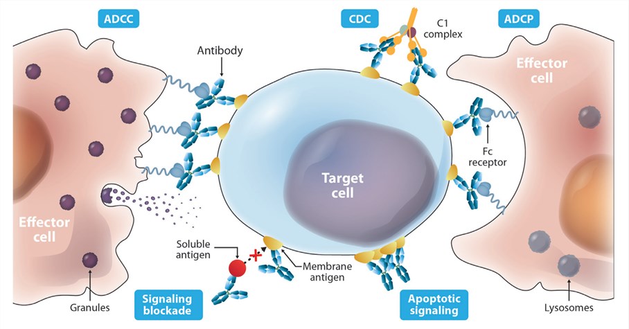Diverse mechanisms of actions described for antibody-based drugs.
