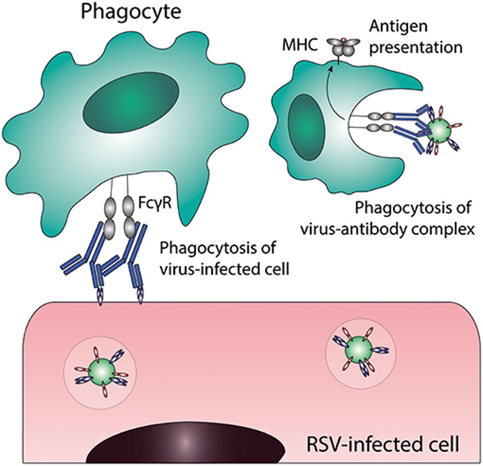 Antibody-dependent cellular phagocytosis (ADCP). (OA Literature)