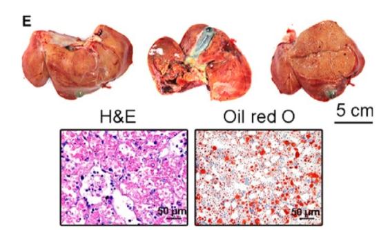 Fig.1 Gross and histopathological changes in the cynomolgus monkey of acute liver injury (ALI). (Guo, et al., 2018)