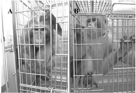 Before (A) and after (B) treatment in a depressive-like rhesus macaque.