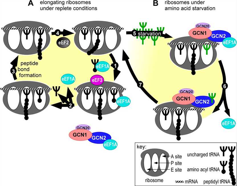 Model for sensing amino acid starvation during the translation elongation cycle.