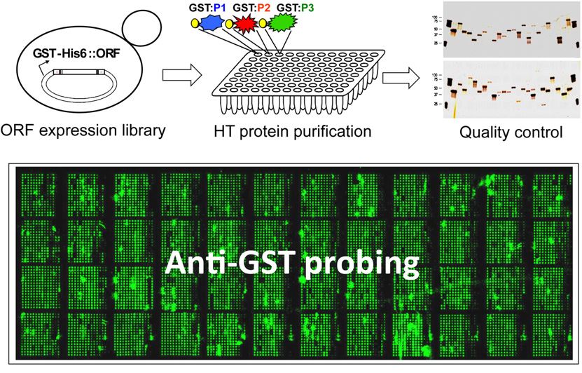 Fabrication of high-content functional protein microarrays.