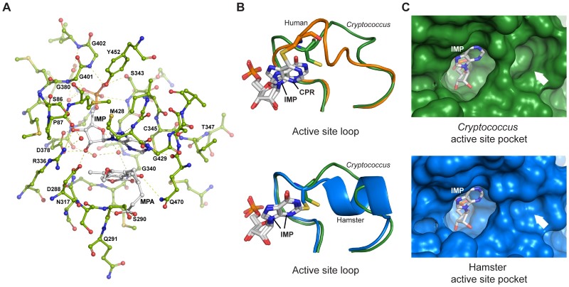 Fig.1. C. neoformans IMPDH structure.