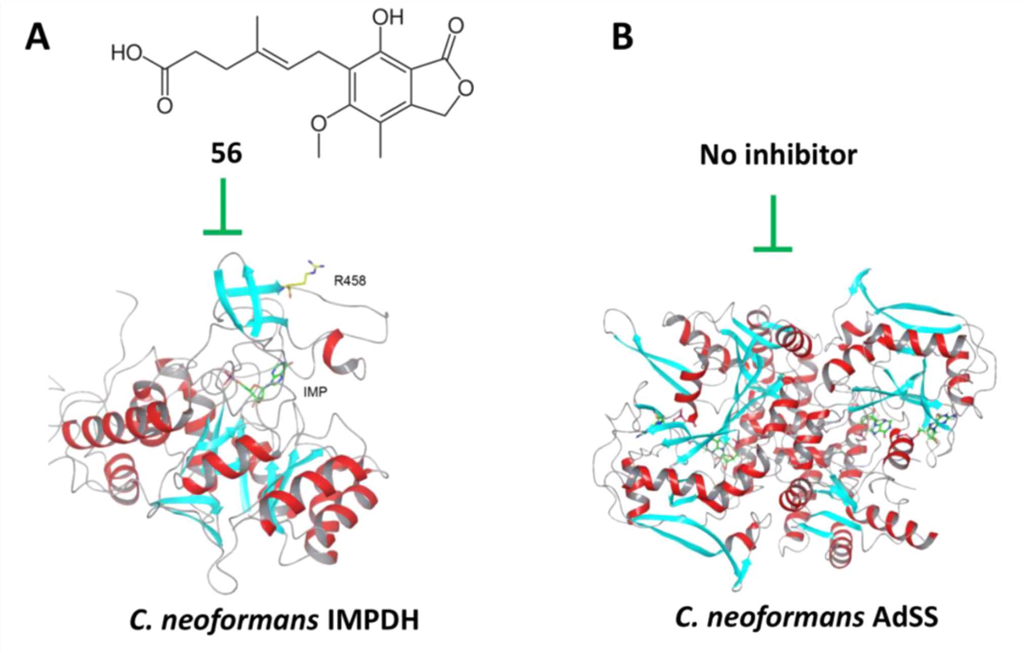 Potential antifungal targets in purine metabolism. (A) Crystal structure (PDB 4AF0) and an inhibitor of C. neoformans IMPDH. (B) Crystal structure of C. neoformans AdSS (PDB 5I34).