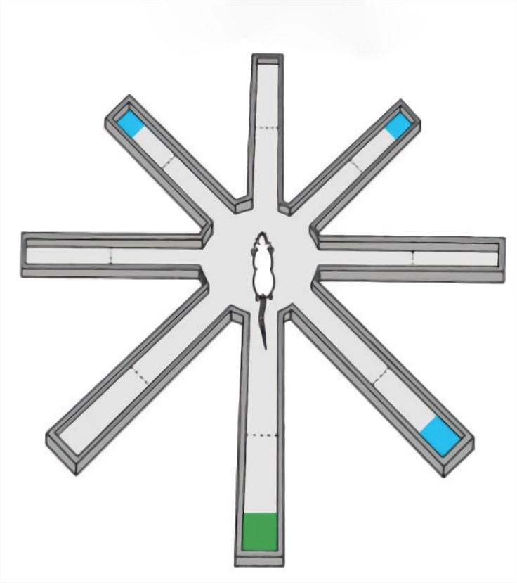 Fig. 1 Radial Arm Maze (Baker et al. 2015)
