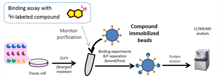 Affinity purification using compound-immobilized beads.