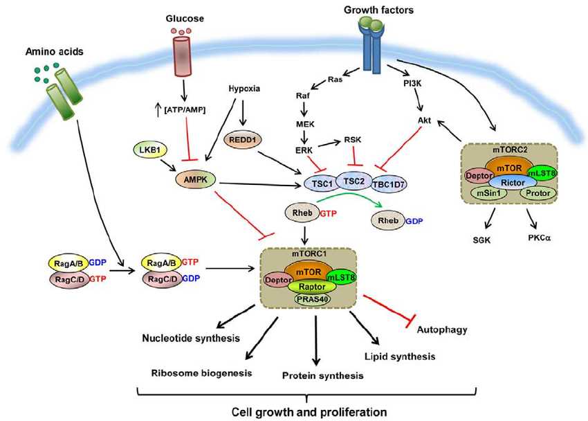 Rapamycin (TORs) dependent signaling pathway.