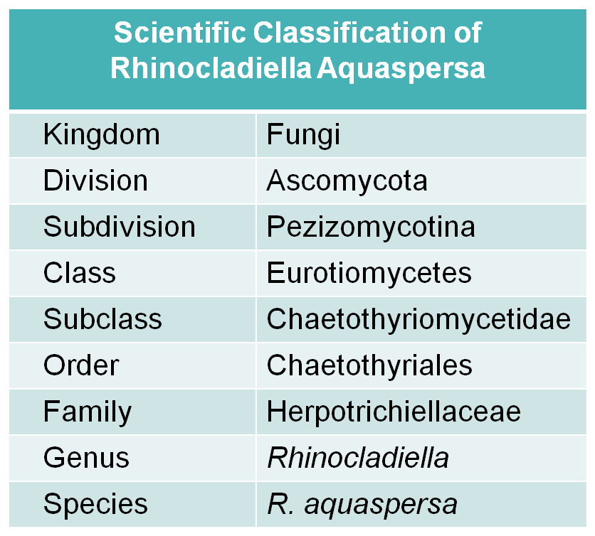 Scientific classification of R. aquaspersa.