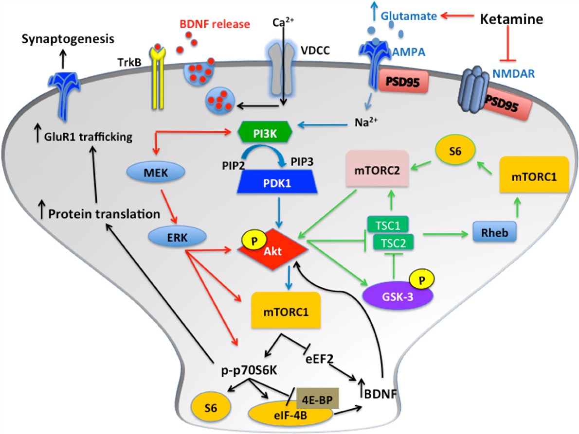 Rodent Anxiety Models