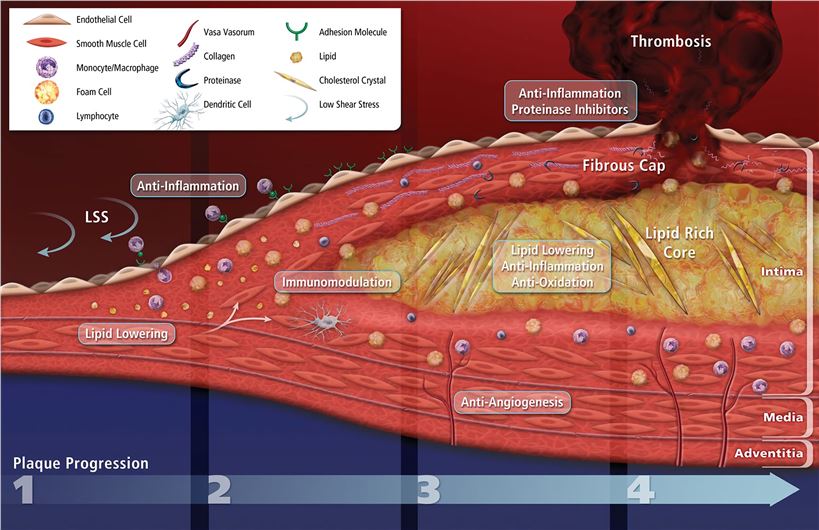 Rodent Atherosclerosis Models