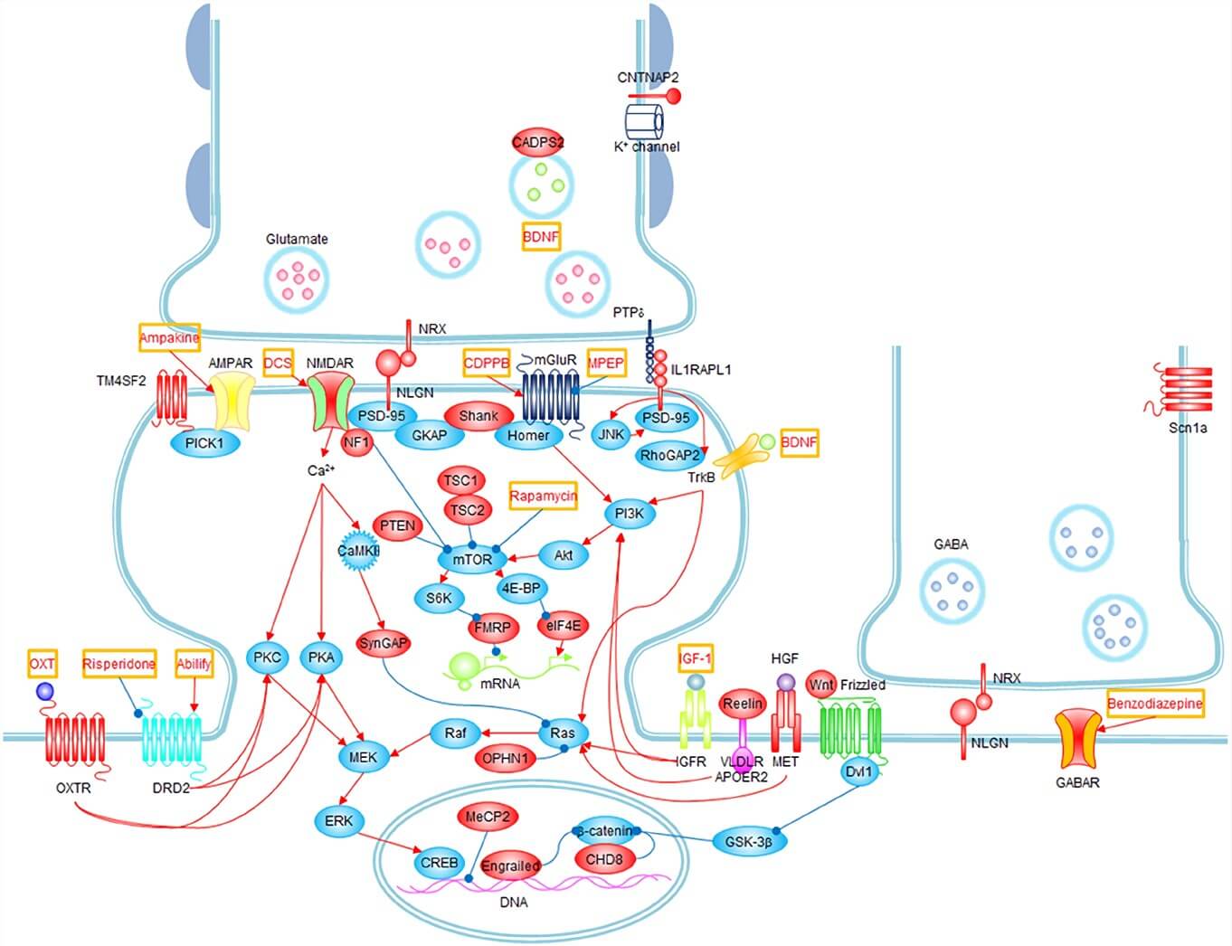 Fig.1 Signaling pathways and possible treatments associated with ASD. (Won et al. 2013)