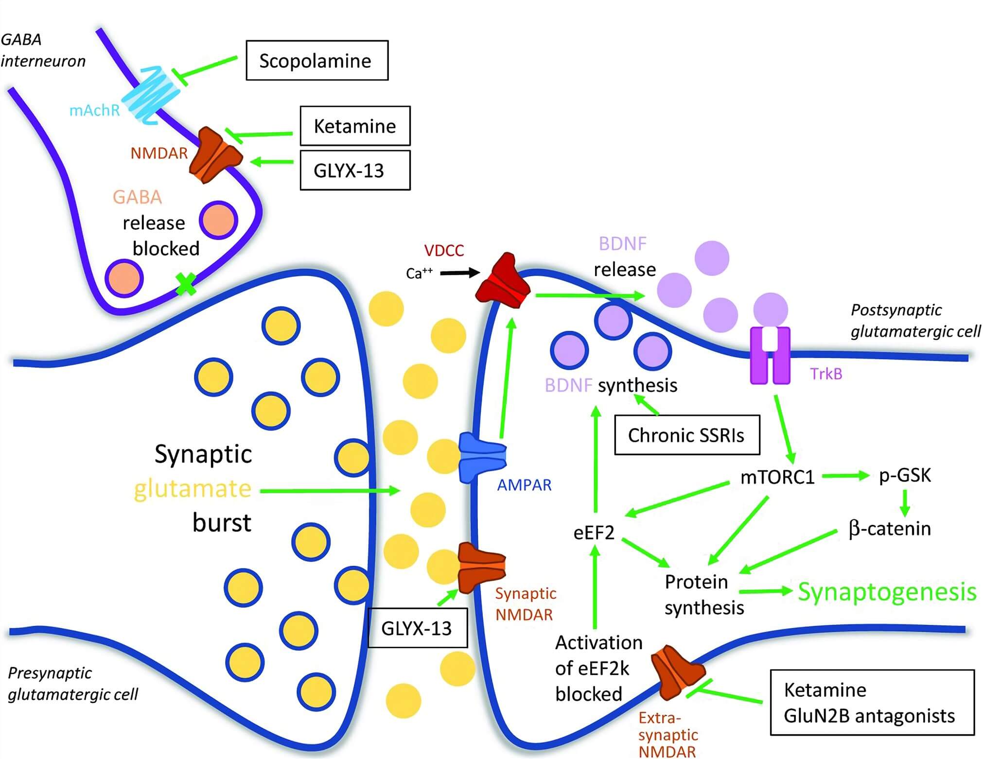 Fig.1 Signaling pathways involved in the response to rapid-acting antidepressants. (Guo et al. 2017)