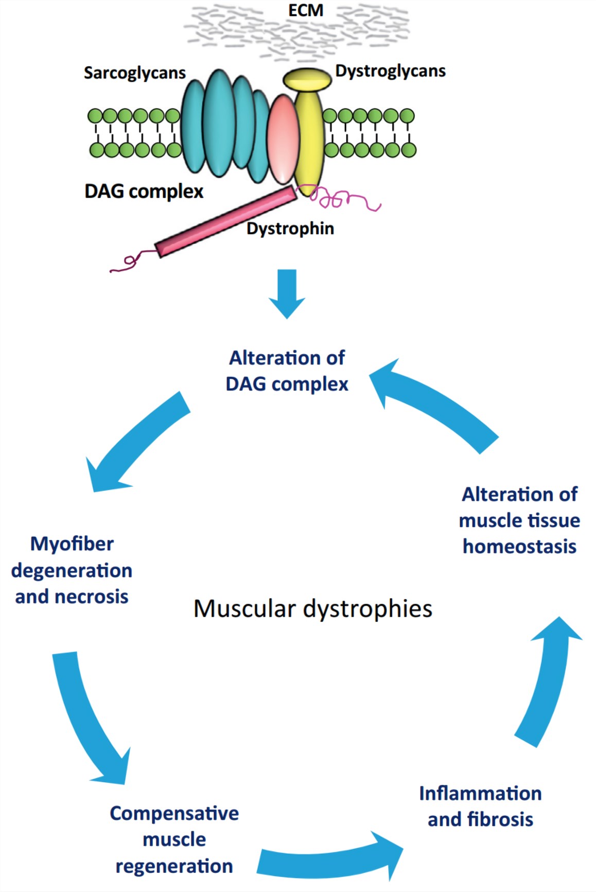 Rodent Duchenne Muscular Dystrophy (DMD) Model