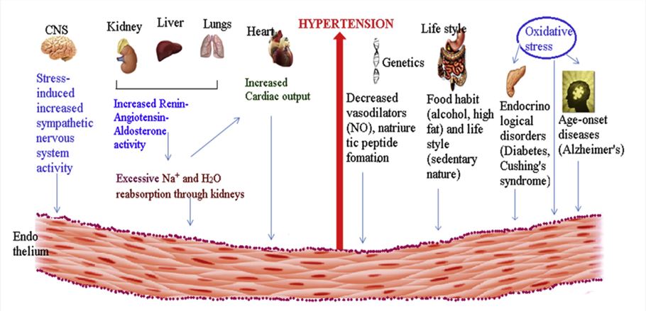 Rodent Hypertension Models