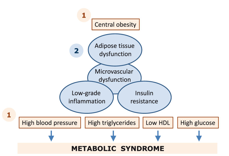 Fig.1 Schematic representation of the metabolic syndrome. (Greevenbroek, et al. 2016)