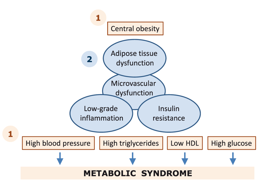 Schematic representation of the metabolic syndrome