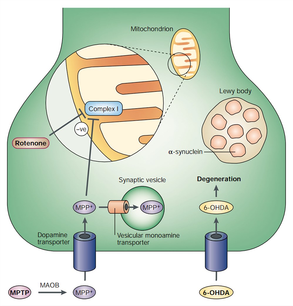 Rodent Parkinson's Disease Models