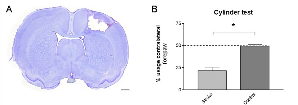 Fig.1 Photothrombotic stroke model. (A) Cresyl violet staining of the photothrombotic stroke region. (B) Cylinder test. (Vandeputte et al. 2010)