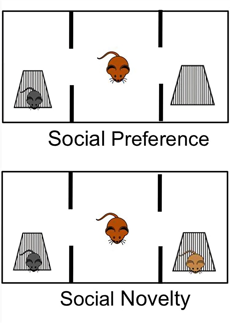 Fig. 1 Three Chamber Social Test (Bicks et al. 2015)