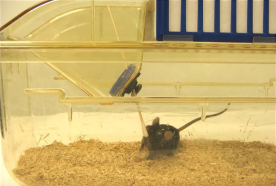 Fig.3 Olfactory Habituation/Dishabituation Test. (Yang et al. 2009)