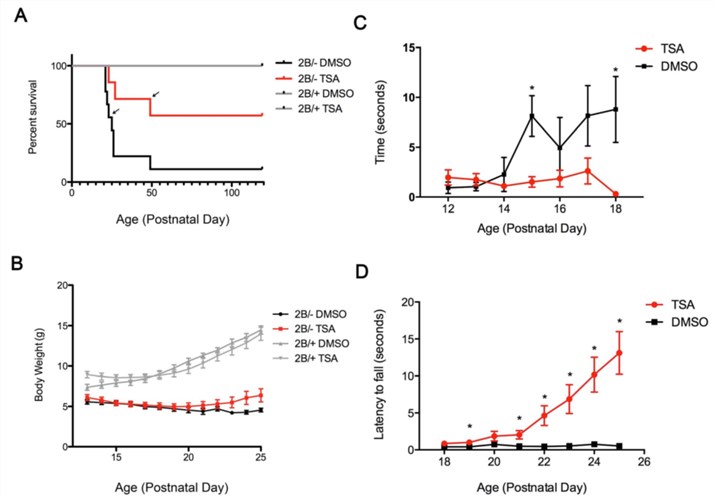 Fig.2 Trichostatin A (TSA) treatment promotes survival, attenuates weight loss, and enhances motor function in an intermediate SMA mouse model-Smn2B/- mice