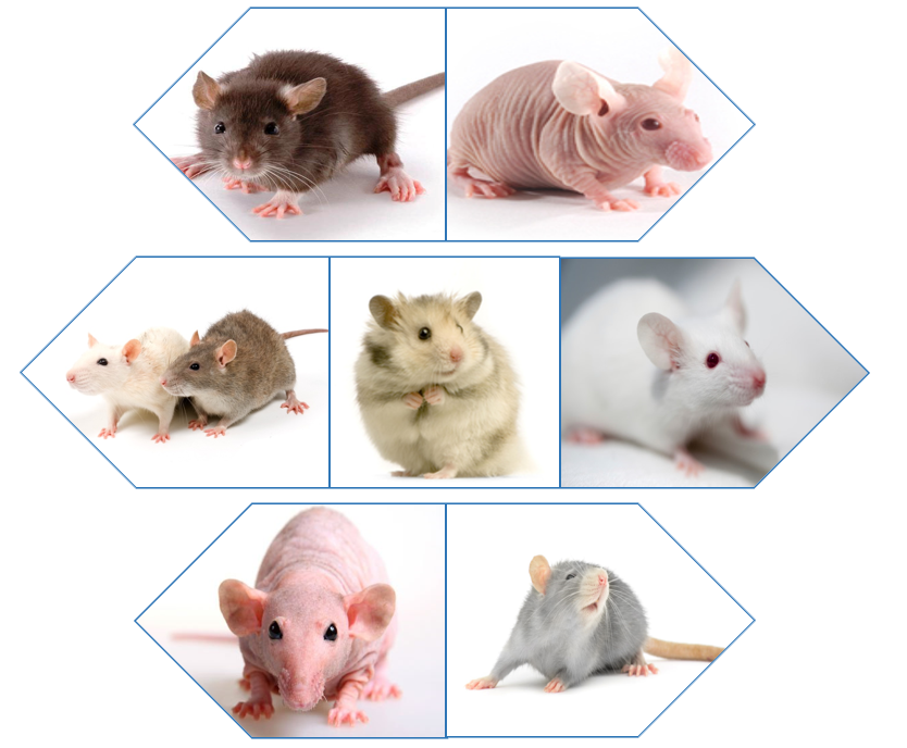 Rodent Tumor Models