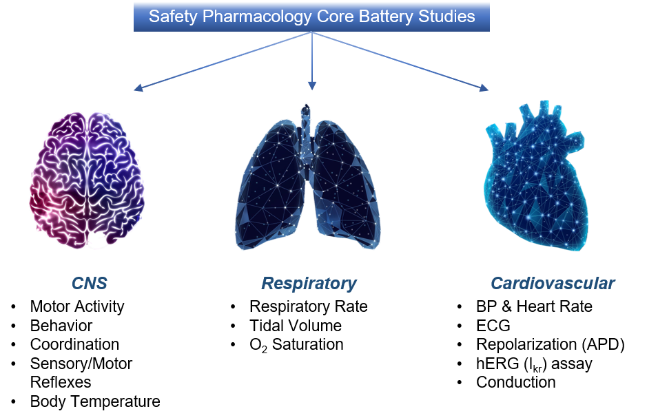 Safety pharmacology core battery studies.