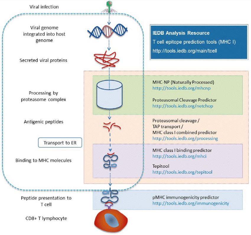 Different prediction tools are available in the Analysis Resource with respect to different stages of major histocompatibility complex (MHC) antigen processing.