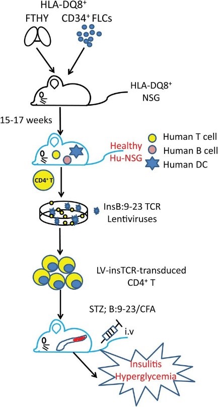 A diagram outlining the establishment of the new HLA-mouse model of T1D.