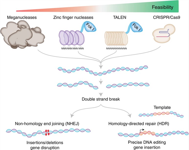 Fig.1 The main genome-editing technologies’ principle. (Adli, 2018)
