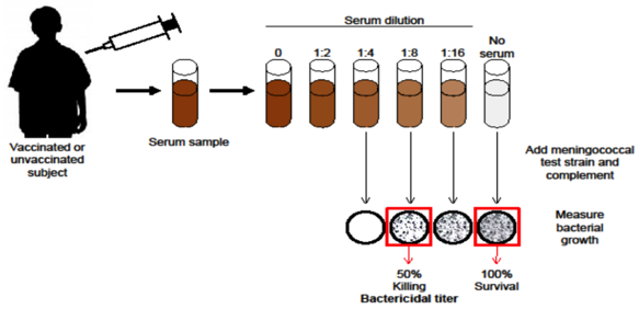 Serum bactericidal assay with human complement.