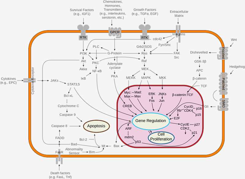 Simplified representation of major signal transduction pathways.