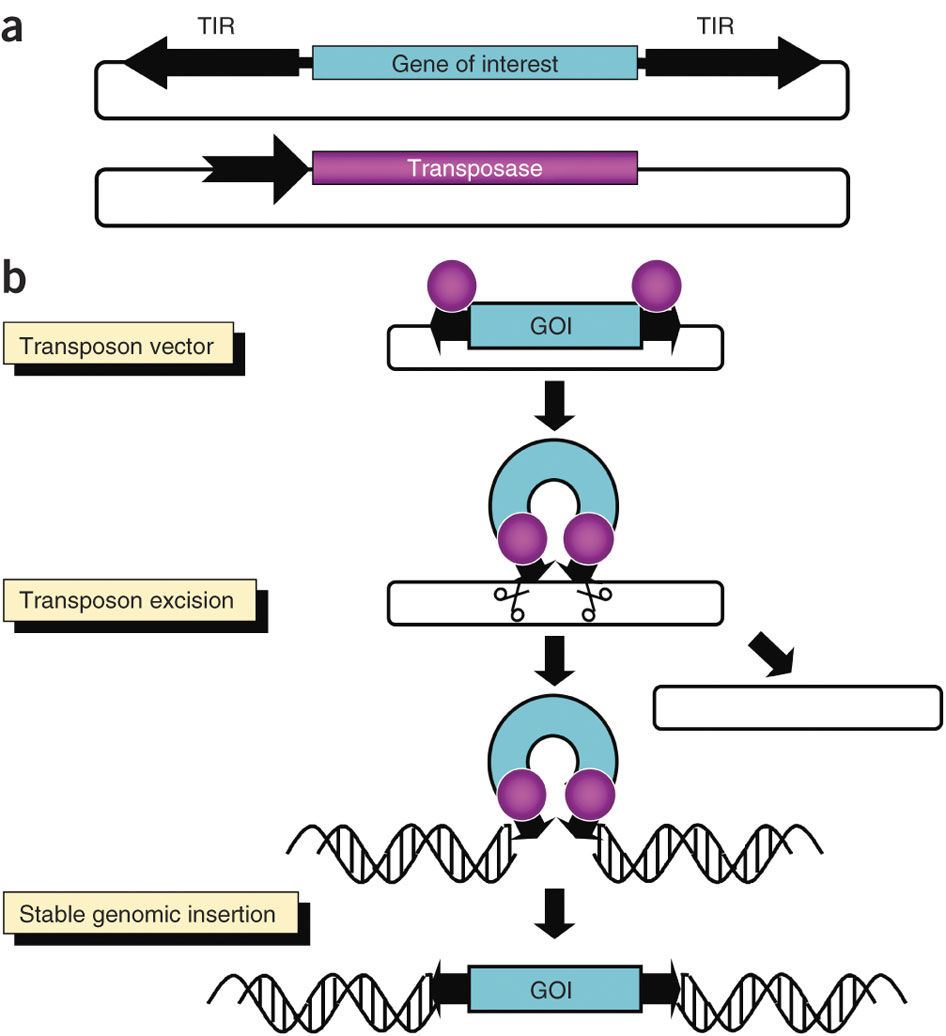 Sleeping Beauty transposon mutagenesis in rat spermatogonial stem cells.(Ivics et al. 2011)