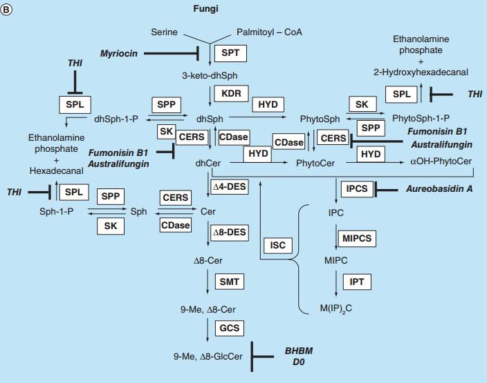 Outlines of sphingolipid metabolic pathways.