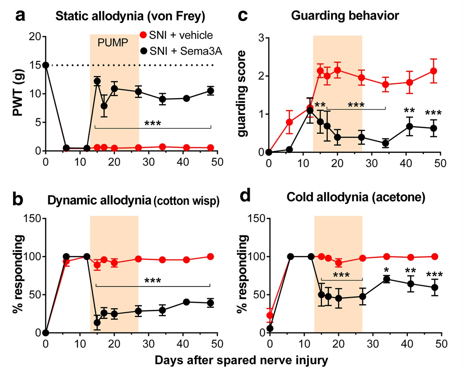 Fig. 1 Applying semaphorin 3A to the injury site reduces established pain in the spared nerve injury model. (Xie et al. 2017)