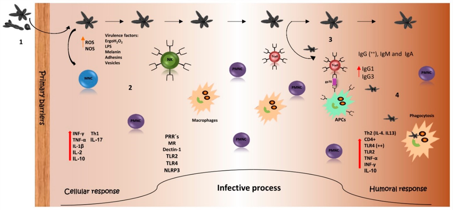Host immune response against Sporothrix spp.