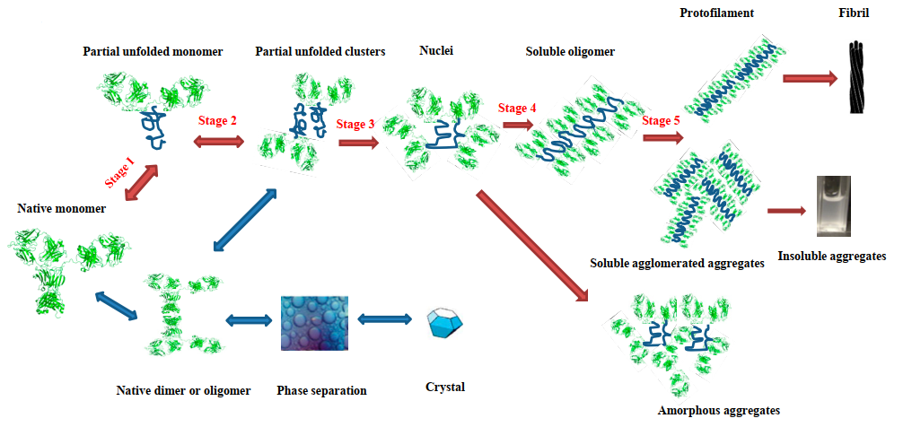 Stability Design and Aggregation in Antibody