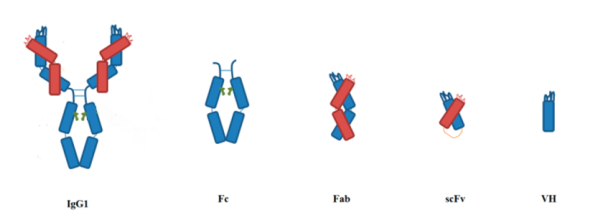 Schematic representation of the protein aggregation process and the possible involved intermediates.