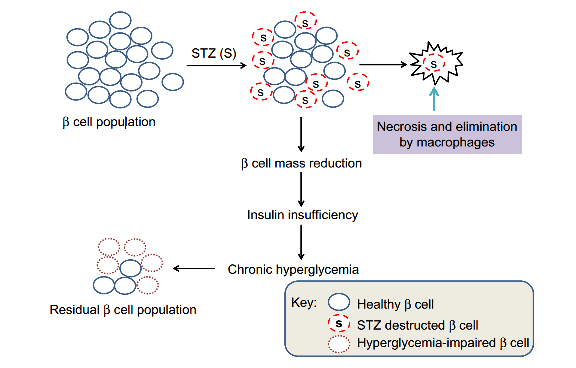 Streptozotocin (STZ)-Induced Diabetic Model