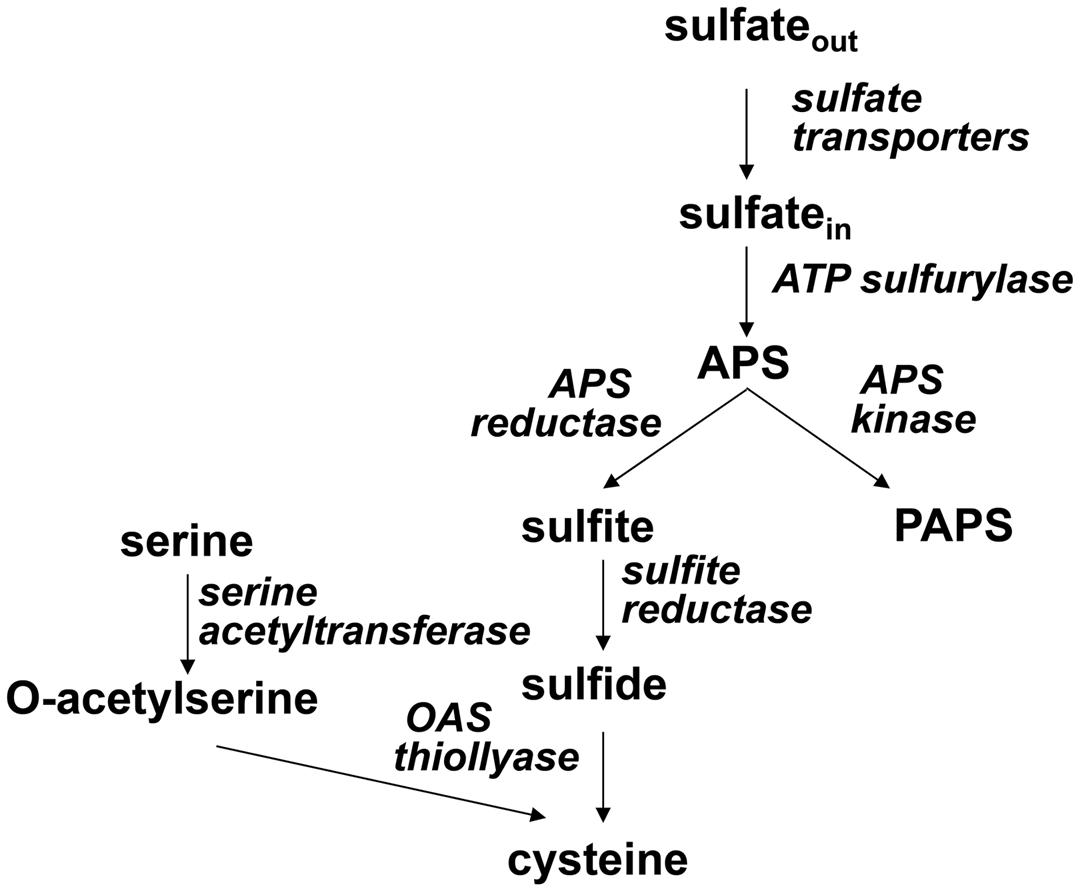 Scheme of sulfate assimilation.