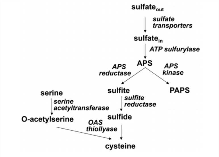 Scheme of sulfate assimilation.
