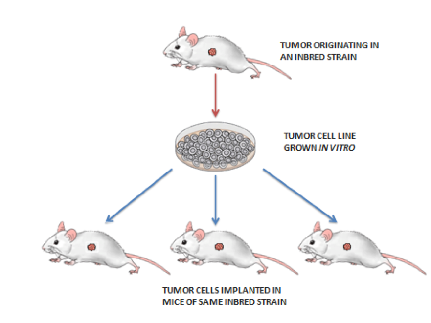 Syngeneic Cell Lines Derived Tumor Models