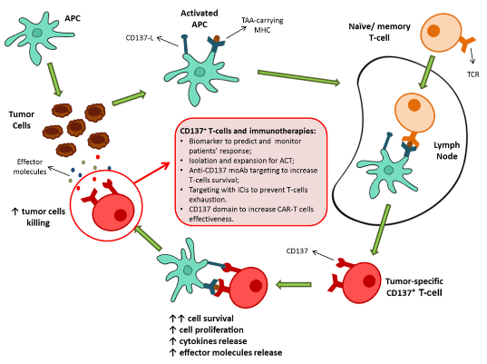 Fig.1 Diagrammatic illustration of TAA-carrying activated APC priming CD137+ T-cell activation. (Ugolini & Marianna, 2021)