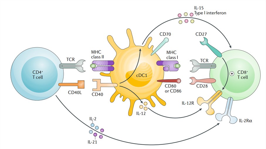 Key cell surface receptor-ligand interactions during the second step of T cell priming.