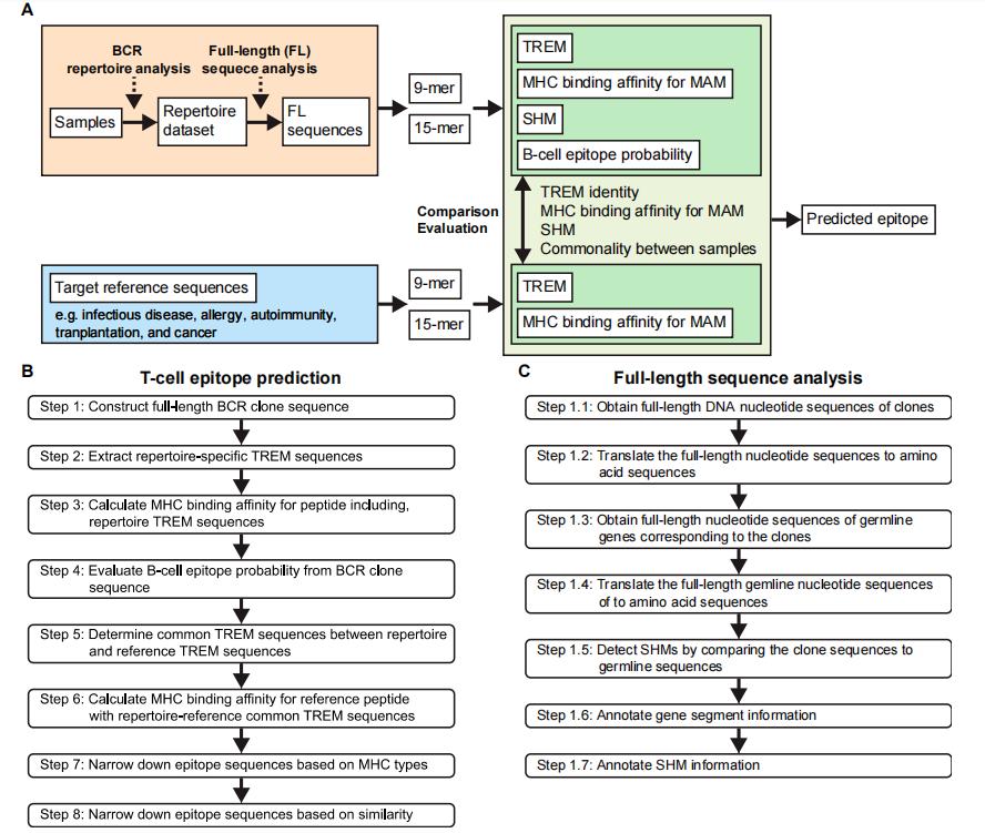 Fig.1 T-cell epitope prediction process. (Nakamura, et al., 2023)