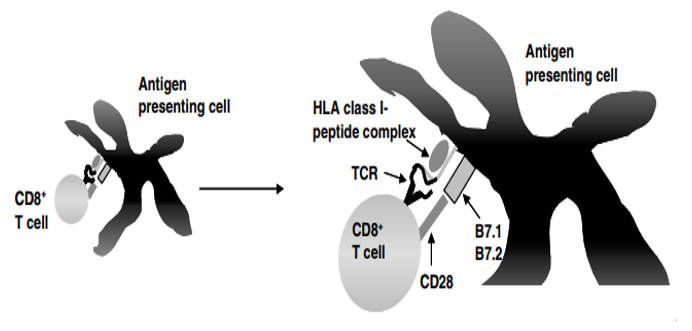 The activation of specific T cells. - Creative Biolabs