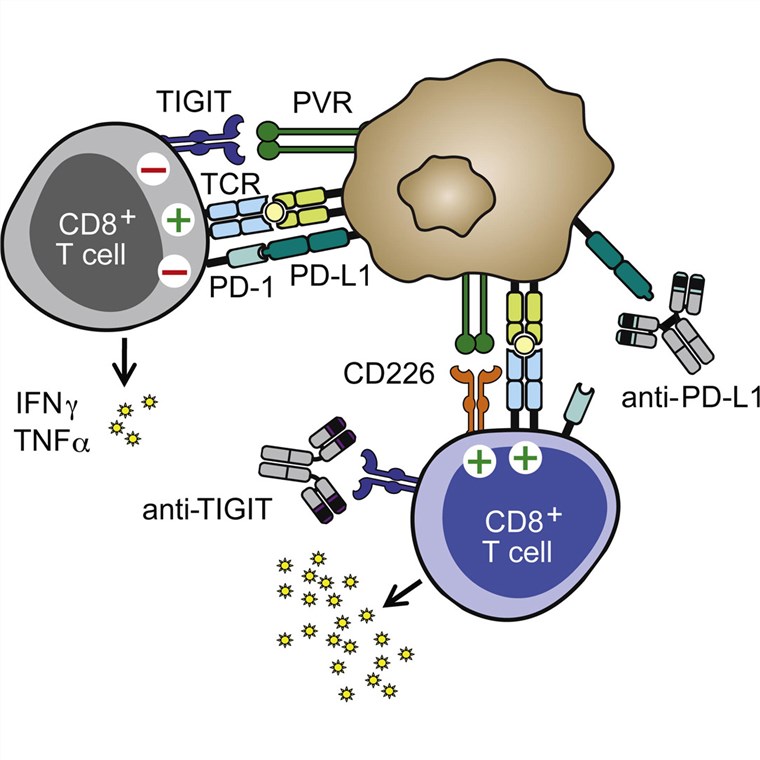 The immunoreceptor TIGIT regulates antitumor and antiviral CD8+ T cell effector function.