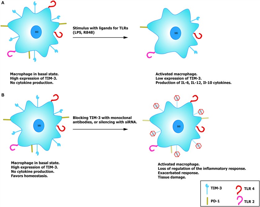 Potential role of TIM-3 on macrophages.