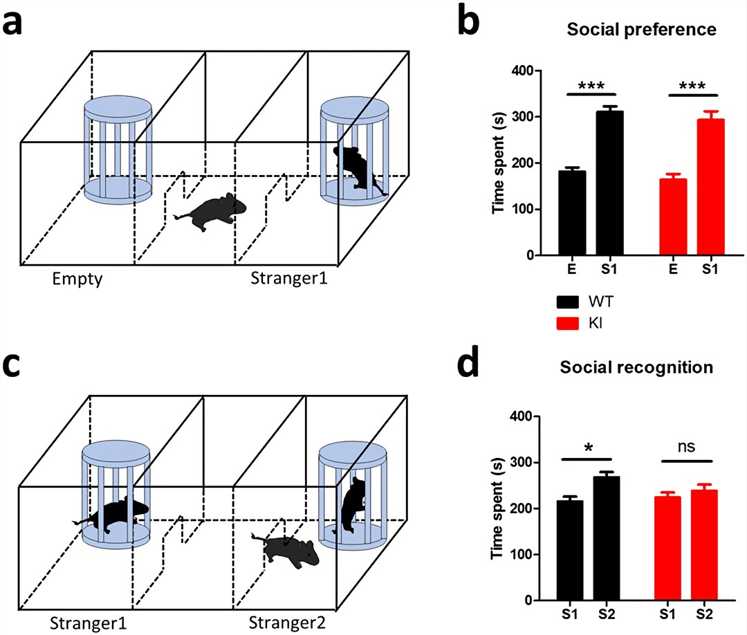 Fig.1 Lsd1 KI mice show impaired social recognition memory. a, b, sociability test; c, d, social recognition and novelty. (Lim et al. 2017)
